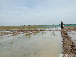 Ungkapan Petani Cirebon Masa Tanam Mundur Akibat El Nino