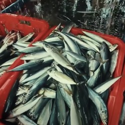10 Ikan Dengan Kandungan Merkuri Tinggi, Wajib Cek Sebelum Beli