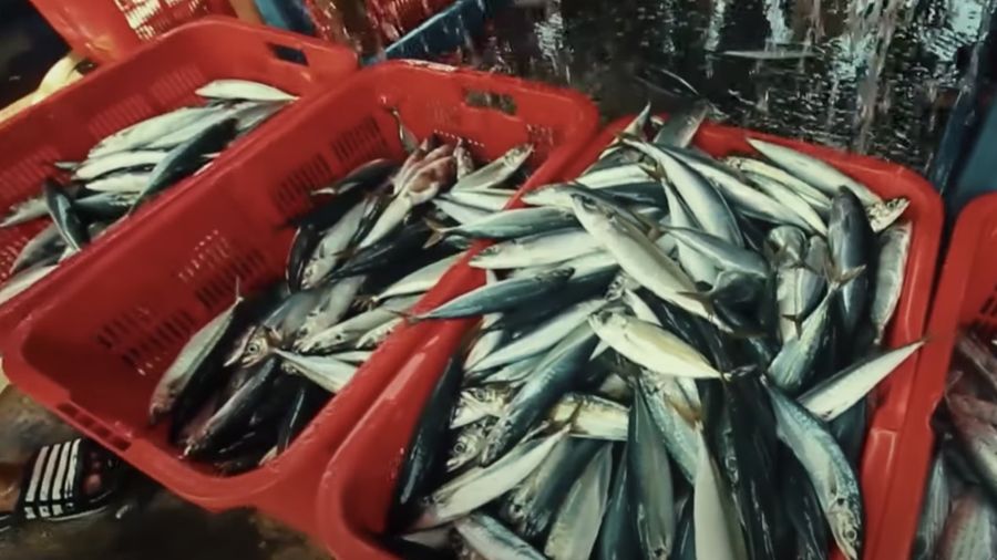 Pelabuhan Perikanan Samudera Bitung (Pusat Tuna di Sulawesi Utara). (Dok. Kementerian Kelautan dan Perikanan)