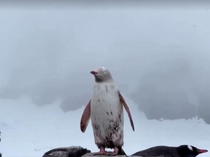 Punten, Penguin Lucu Numpang Lewat di Lintasan Bandara