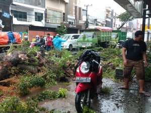 BPBD Catat 19 Pohon Tumbang di Makassar Hari Ini, 2 Mobil Tertimpa