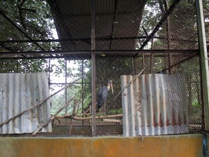 Harimau di Medan Zoo Mati Lagi, Pengelola Ungkap Penyebabnya
