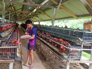 Peternak Ayam Petelur di Karangasem Menjerit gegara Jagung Rp 10 Ribu per Kg
