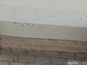 Hiii! Ribuan Ulat Bulu Teror Rumah Warga di Kota Blitar