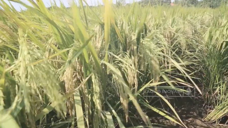 Bibit padi unggul. (Tangkapan Layar Youtube bsipkementan)