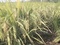 10 Daerah Penghasil Padi Terbanyak di Indonesia, Jawa Adalah Kunci