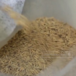 Jangan Beras, Pengusaha Minta Pemerintah Buka Terbatas Impor Padi