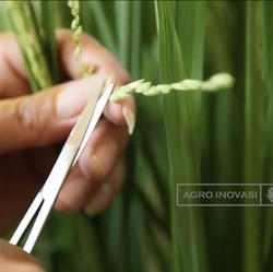 Benih Jadi Penentu 60% Gagal atau Berhasilnya Pangan di RI