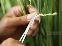 Benih Jadi Penentu 60% Gagal atau Berhasilnya Pangan di RI