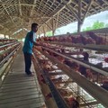 Hampir Bangkrut, BRI Klaster Hidupku Bawa Usaha Ini Bangkit