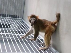 China Kloning Monyet, Ilmuwan Wanti-wanti Dipakai Ciptakan Manusia