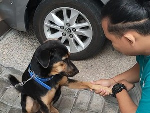Pergulatan Komunitas Doglover Selamatkan Anabul Sengsara di Blitar