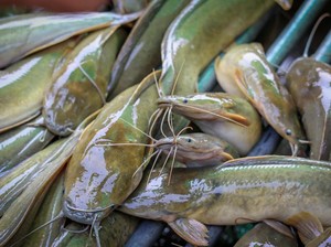 Ikan Lele yang Murah dan Kaya Nutrisi Punya 4 Manfaat Sehat Ini