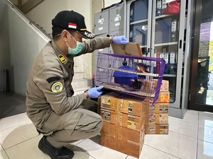 Balai Karantina Jatim Gagalkan Penyelundupan Burung Kicau dari Bali ke Jawa