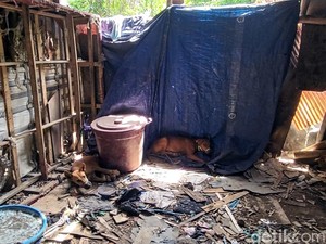 Jurus Pemikat Anjing Liar Ala Jagal Sukabumi