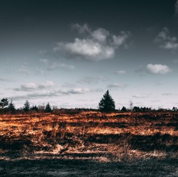 RI Kerap Dikritik Suka Babat Hutan, Ini Faktanya