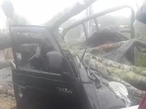 Pikap Angkut 14 Orang Tertimpa Pohon di Banjarnegara!