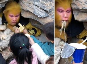 Taman Bermain Ini Buka Lowonngan Raja Kera, Dapat Makanan Enak dan Gaji Rp 13 Juta