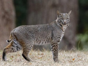 Flu Burung Bunuh 20 Kucing Besar di Suaka Margasatwa AS