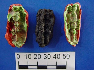 Temuan Permen Karet Purba, Ilmuwan Ungkap Makanan Remaja Zaman Batu dari DNA