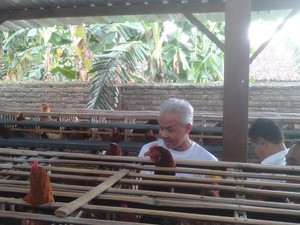 Ganjar Kunjungi Peternakan Ayam di Magetan, Dapat Keluhan Harga Jagung Naik