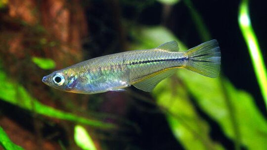 Ikan medaka atau Oryzias celebensis yang menjadi objek penelitian peneliti Jepang.