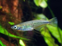 Ikan Sulawesi Disorot Peneliti Jepang, Apa Spesialnya?