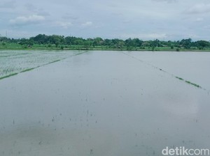 Hujan Lebat di Klaten, Sawah di Cawas dan Trucuk Klaten Terendam
