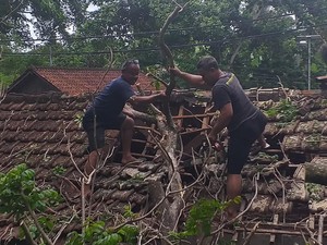 Angin Kencang, Pohon Tumpang Timpa Rumah di Klungkung