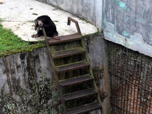 Menparekraf Ingatkan Jangan Sampai Satwa di Medan Zoo Mati Karena Kurang Pakan