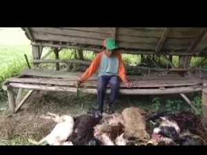 Heboh, 6 Domba Warga Tasik Mati Misterius