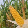 Jagung Jadi Korban Baru Perang China - AS, RI Ikut Telan Pil Pahit