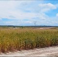 Luas Panen Jagung Merosot, Produksi Berisiko Turun Mei-Juli 2024