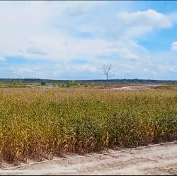 Luas Panen Jagung Merosot, Produksi Berisiko Turun Mei-Juli 2024