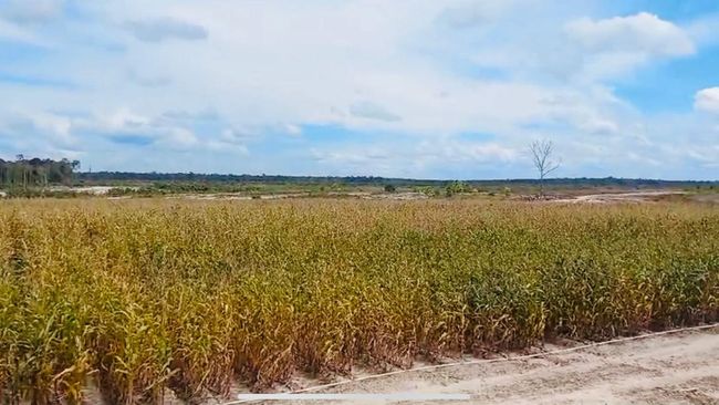 Luas Panen Jagung Merosot, Produksi Berisiko Turun Mei-Juli 2024