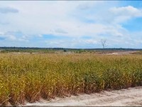 Luas Panen Jagung Merosot, Produksi Berisiko Turun Mei-Juli 2024