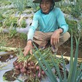 Harga Bawang Merah di Jakarta Tembus Rp80.000/Kg, di Petani Berapa?