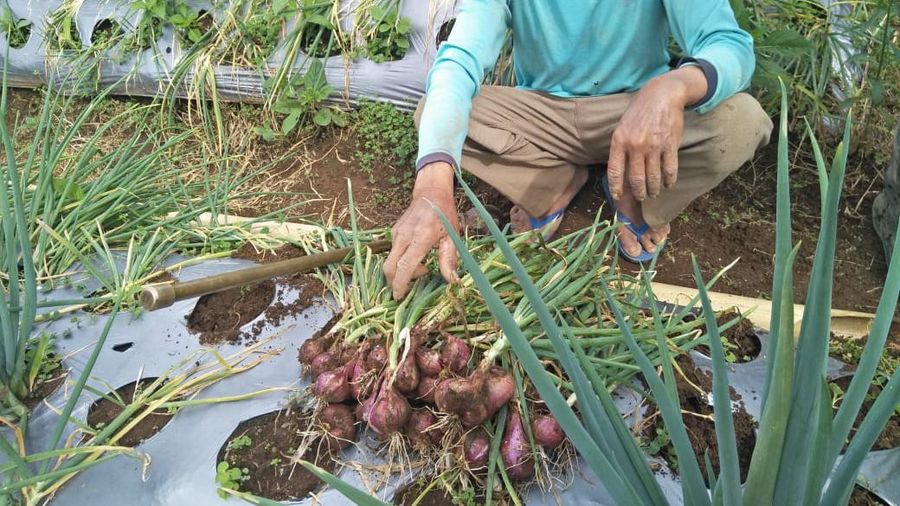 Food Estate Wonosobo, (Dok. Kementan)