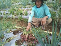 Harga Bawang Merah di Jakarta Tembus Rp80.000/Kg, di Petani Berapa?