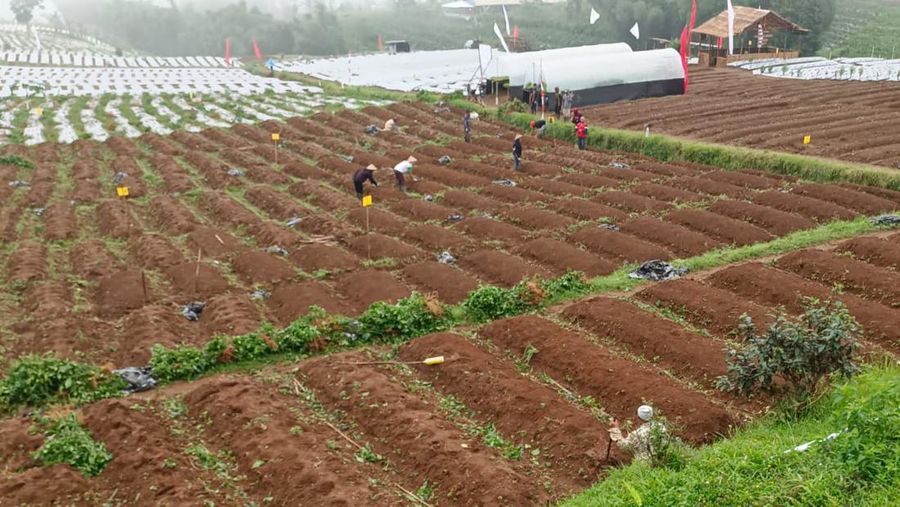 Food Estate Wonosobo, (Dok. Kementan)