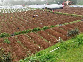 Industri benih-bibit pertanian, termasuk tanaman perkebunan, terkena efek domino pelemahan Rupiah terhadap Dolar AS. (Dok. Kementan)