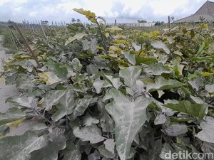 Abu Merapi Masih Menempel di Kebun Sayur, Petani Boyolali Berharap Turun Hujan