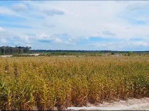 Apa Itu Food Estate yang Jadi Perbincangan Usai Debat Cawapres?