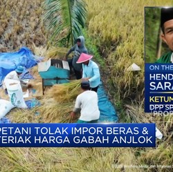 Video: Petani Heran Masalah Impor Beras & Harga Gabah Terus Berulang!