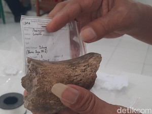 Museum Patiayam Kudus Tambah Koleksi Gigi-Kaki Banteng Purba