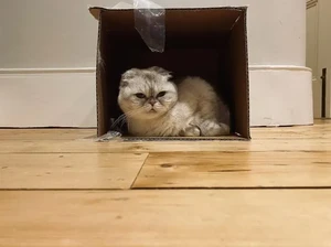 Olivia Benson, Kucing Taylor Swift yang Hartanya Lebih Banyak dari Kamu