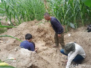 Wow, Ada Fosil Gajah Purba Elephas Hampir Utuh di Kebun Jagung Warga