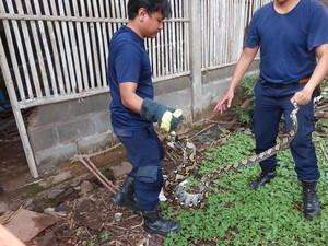 Pemilik Curiga Ayam Terus Berkurang, Ternyata Ada Ular Piton di Kandang