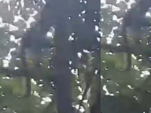 Geger Macan Tutul Panjat Pohon di Desa Tundangan Kuningan