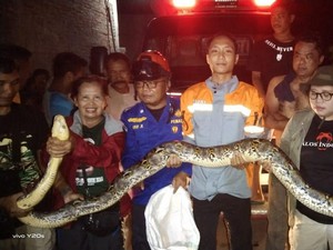 3 Ular Dievakuasi dari Permukiman di Grogol Sukoharjo, Ini Penampakannya